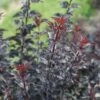 SUMMER WINE® BLACK NINEBARK -Shrubs Central DETA3 3743