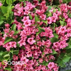 SNIPPET® DARK PINK WEIGELA -Shrubs Central DETA3 3753