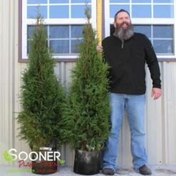 FULL SPEED A HEDGE® ARBORVITAE -Shrubs Central DETA3 3796