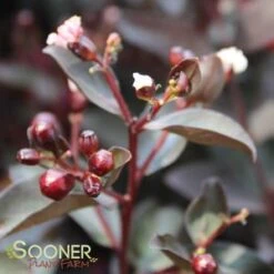 DOUBLE DYNAMITE® CRAPEMYRTLE -Shrubs Central DETA3 3805