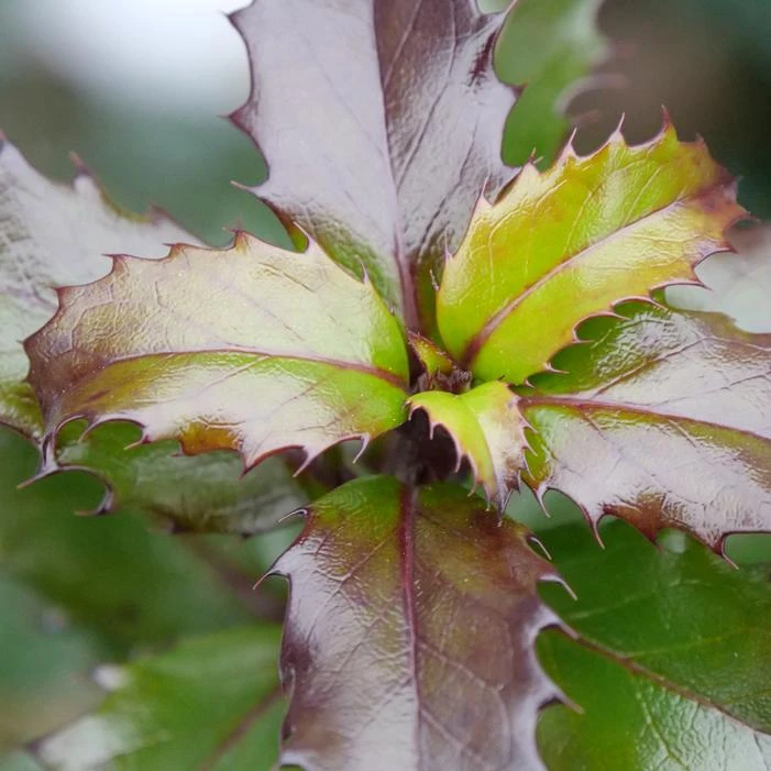 CASTLE KEEP® BLUE HOLLY 4 CASTLE KEEP® BLUE HOLLY - Image 2