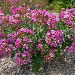 BELLINI® GRAPE CRAPEMYRTLE 7 BELLINI® GRAPE CRAPEMYRTLE -Shrubs Central DETA3 3955