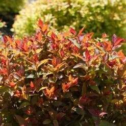 DOUBLE PLAY DOOZIE® SPIRAEA -Shrubs Central DETA3 3996