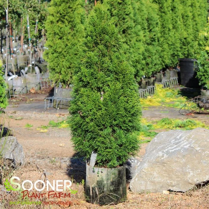 EMERALD GREEN ARBORVITAE 4 EMERALD GREEN ARBORVITAE - Image 2