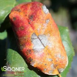 ROBIN HILL SERVICEBERRY -Shrubs Central DETA3 435