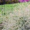 PRAIRIE WINDS® NIAGARA FALLS SWITCH GRASS -Shrubs Central DETA3 4993