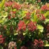 RASPBERRY LEMONADE™ NINEBARK -Shrubs Central DETA3 5115