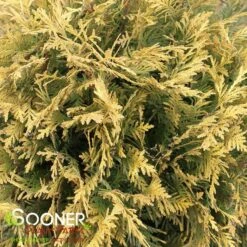 GOLDEN GLOBE ARBORVITAE -Shrubs Central DETA3 5189