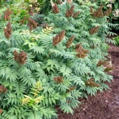 CHERRY ON TOP™ SORBARIA 11 CHERRY ON TOP™ SORBARIA -Shrubs Central DETA3 5197