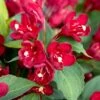 MAROON SWOON™ WEIGELA -Shrubs Central DETA3 5198