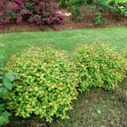 DOUBLE PLAY® DOLLY™ SPIRAEA -Shrubs Central DETA3 5303