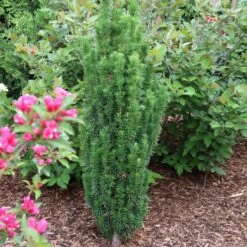 STONEHENGE SKINNY® YEW -Shrubs Central DETA3 5305