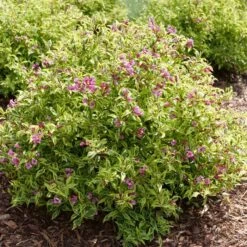 BUBBLY WINE™ WEIGELA