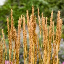 GOLDEN SUNSET® INDIAN GRASS -Shrubs Central DETA3 5325