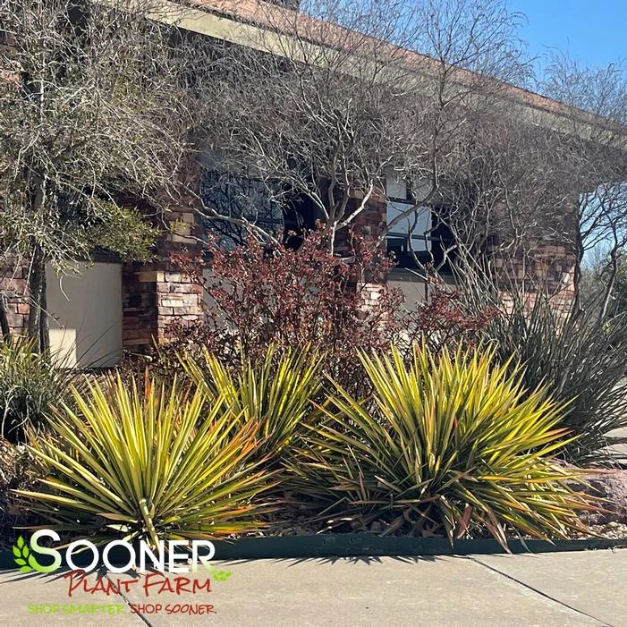 COLOR GUARD YUCCA 4 COLOR GUARD YUCCA - Image 2