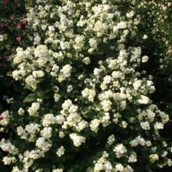 MAGICAL® AVALANCHE CORALBERRY -Shrubs Central DETA3 5424