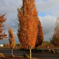 ARMSTRONG GOLD® MAPLE -Shrubs Central DETA3 5466