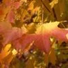 APOLLO® SUGAR MAPLE -Shrubs Central DETA3 5467
