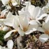 MARILYN'S CHOICE™ COLUMNAR MAGNOLIA