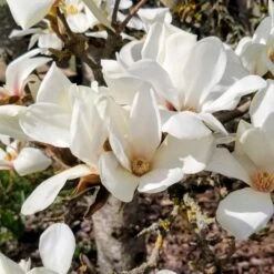 MARILYN'S CHOICE™ COLUMNAR MAGNOLIA