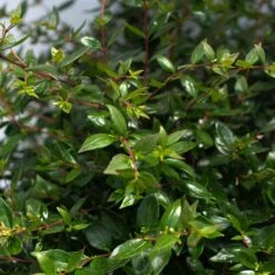 APPLE PERFECTION™ ABELIA 7 APPLE PERFECTION™ ABELIA -Shrubs Central DETA3 5659