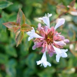 BRILLIANTINA™ ABELIA -Shrubs Central DETA3 5720