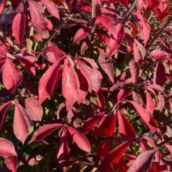 FIRE BALL® SEEDLESS BURNING BUSH 7 FIRE BALL® SEEDLESS BURNING BUSH -Shrubs Central DETA3 5731