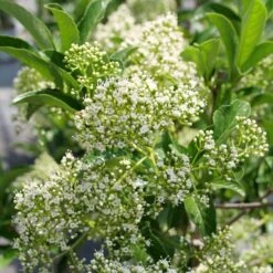 YARDLINE™ VIBURNUM -Shrubs Central DETA3 5749