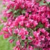 SONIC BLOOM® PUNCH™ WEIGELA -Shrubs Central DETA3 5751