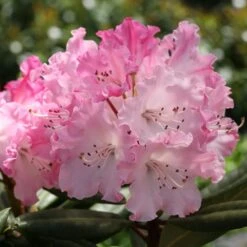 DANDY MAN COLOR WHEEL® RHODODENDRON -Shrubs Central DETA3 5763