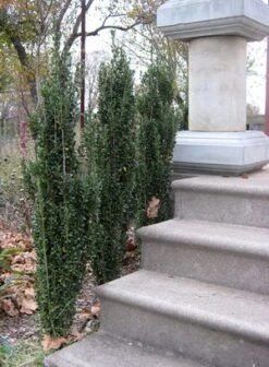 SKY PENCIL HOLLY 9 SKY PENCIL HOLLY -Shrubs Central DETA3 637