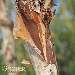 CENTER GLOW™ NINEBARK 3 CENTER GLOW™ NINEBARK