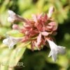 KALEIDOSCOPE ABELIA -Shrubs Central DETA3 772