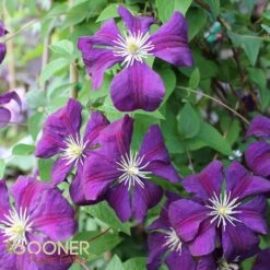 WARSAW NIKE CLEMATIS -Shrubs Central DETA3 823