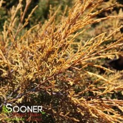SAYBROOK GOLD® JUNIPER -Shrubs Central DETA3 877