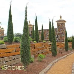 TAYLOR JUNIPER -Shrubs Central DETA4 142