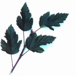 SUMMER WINE® NINEBARK -Shrubs Central DETA4 149