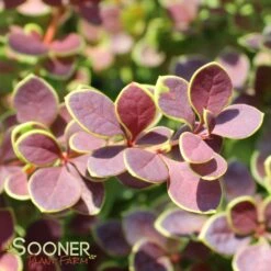 SUNJOY® TANGELO BARBERRY -Shrubs Central DETA4 2569