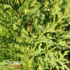 NORTH POLE® ARBORVITAE -Shrubs Central DETA4 2595