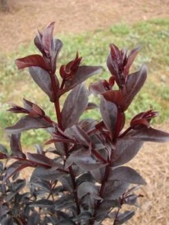MIDNIGHT MAGIC™ CRAPEMYRTLE -Shrubs Central DETA4 2671
