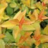 ETERNAL SUNSHINE™ ABELIA -Shrubs Central DETA4 2895