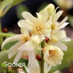 PURPLE GLAZE™ ILLICIUM -Shrubs Central DETA4 3290