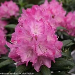 DANDY MAN® PINK RHODODENDRON -Shrubs Central DETA4 3446