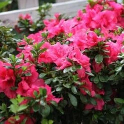 BLOOM-A-THON® HOT PINK AZALEA -Shrubs Central DETA4 3448