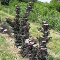 LACED UP® UPRIGHT ELDERBERRY -Shrubs Central DETA4 3616