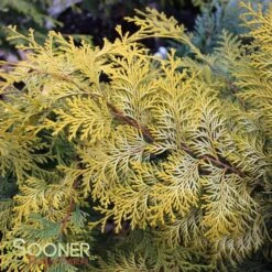 RAY OF LIGHT™ FALSE CYPRESS