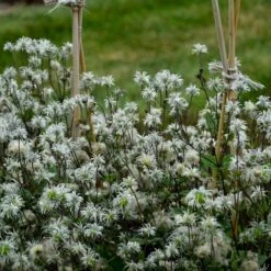 STAND BY ME BUSH CLEMATIS -Shrubs Central DETA4 3631