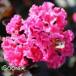 DOUBLE DYNAMITE® CRAPEMYRTLE -Shrubs Central DETA4 3805
