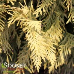 GOLDEN GLOBE ARBORVITAE -Shrubs Central DETA4 5189
