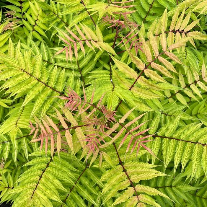 CHERRY ON TOP™ SORBARIA 9 CHERRY ON TOP™ SORBARIA - Image 7